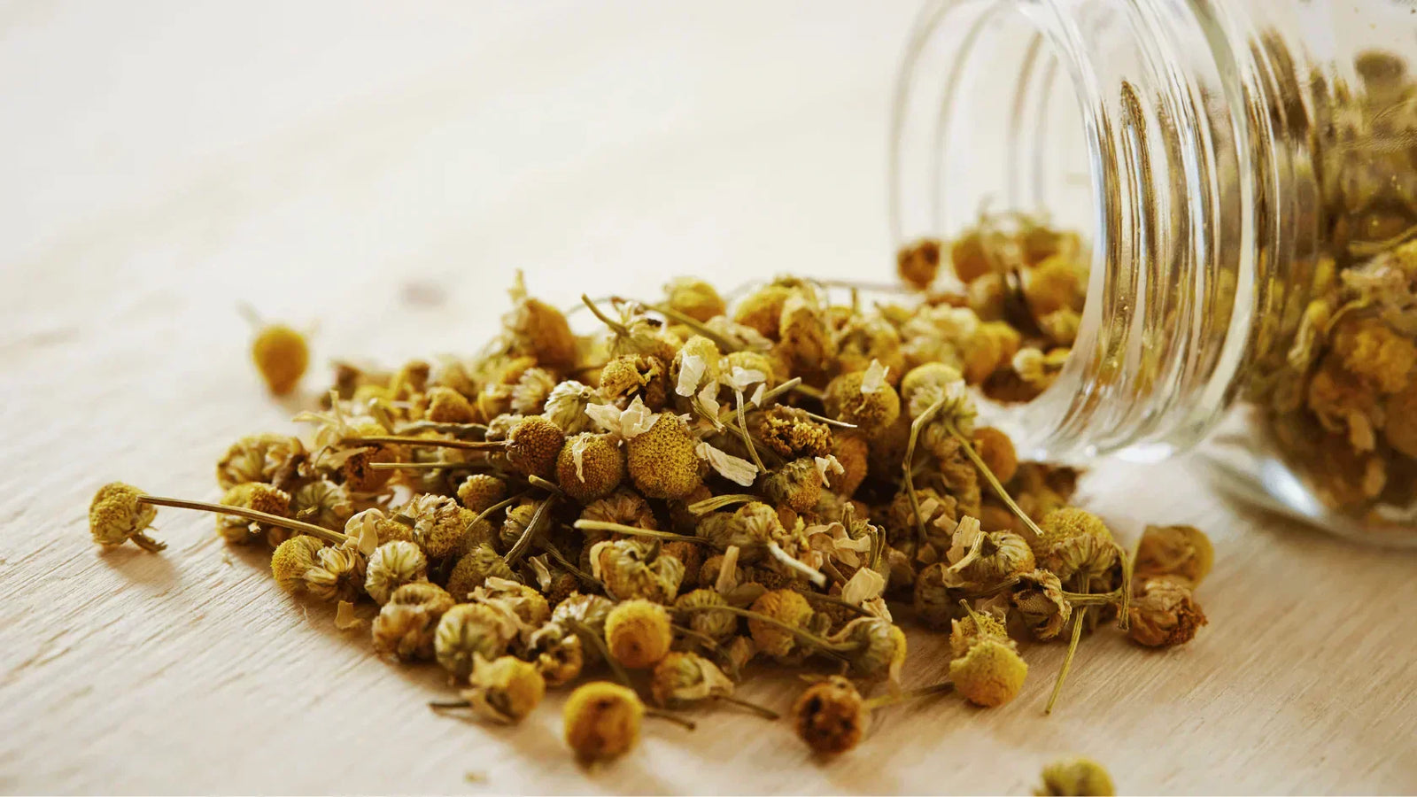 organic dried chamomile for the best chamomile tea Apotheka Herbal