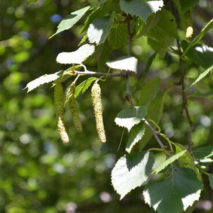 birch tincture