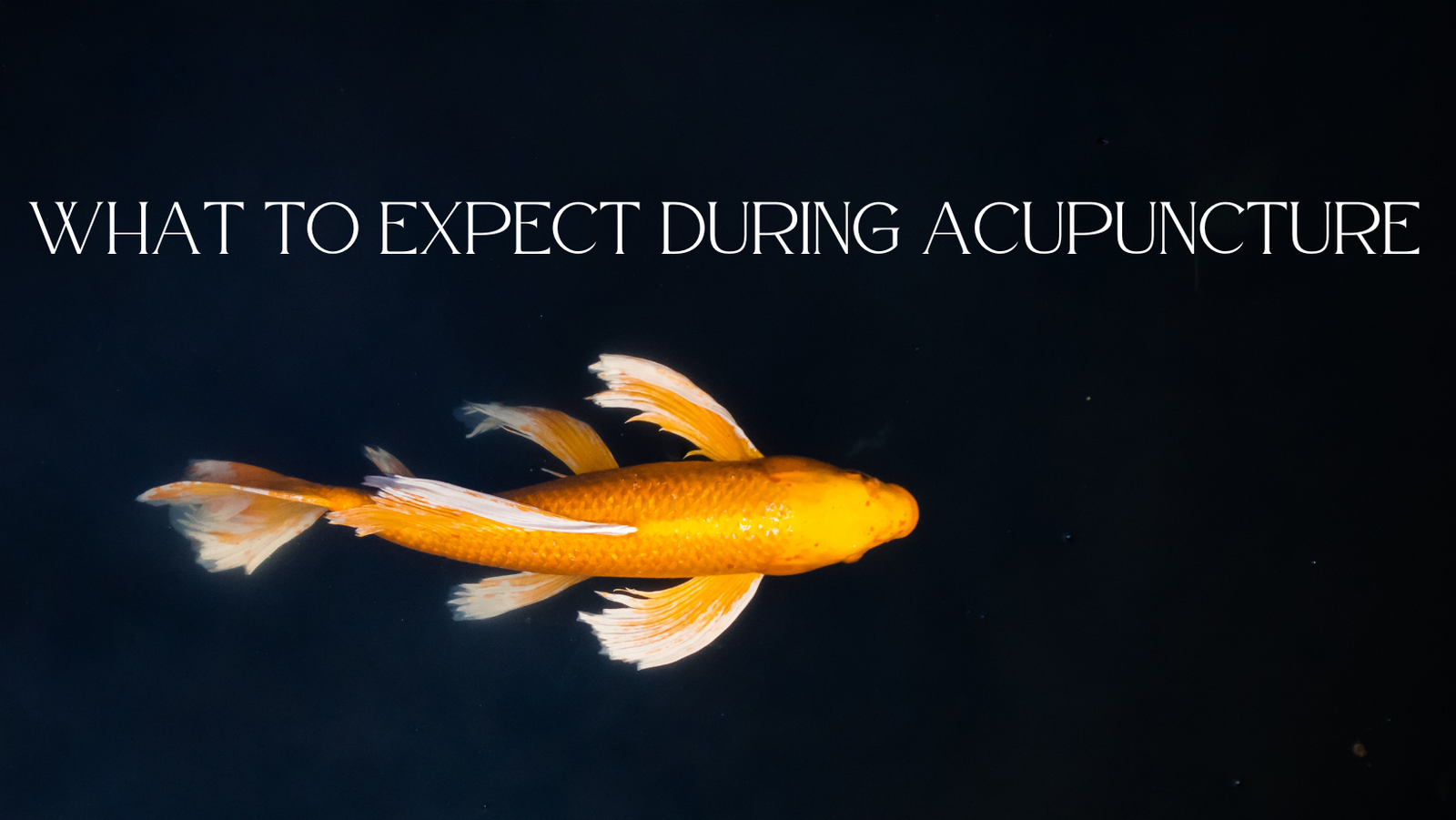 What To Expect During An Acupuncture Treatment Apotheka Herbal