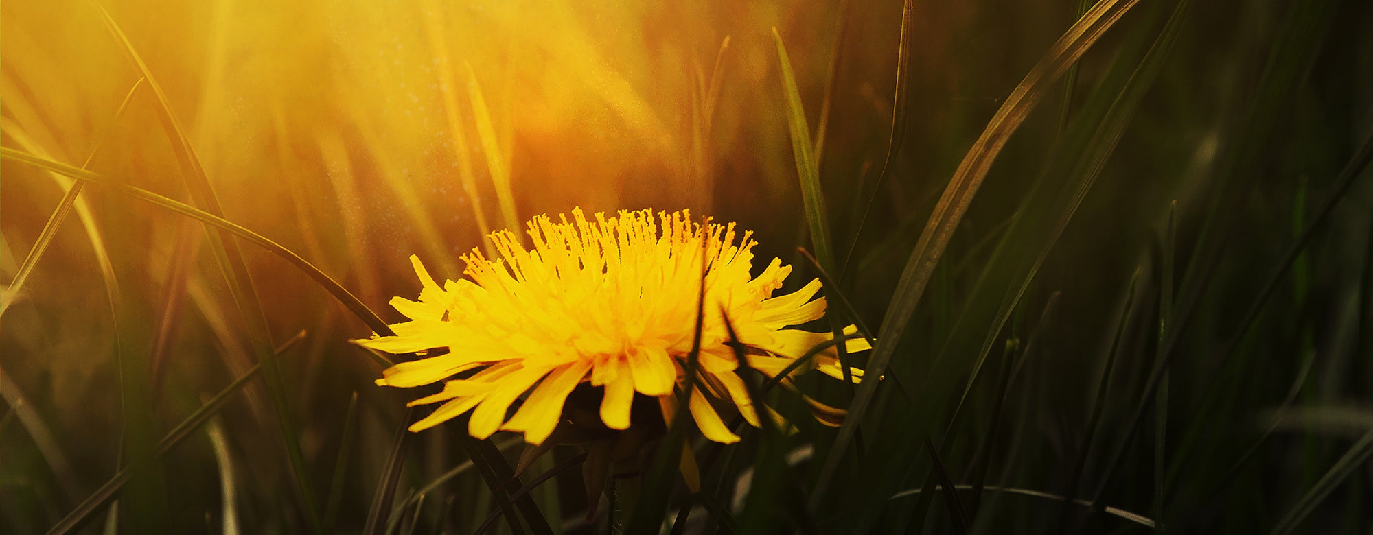 Dandelion Root (Taraxacum officinale radix) available at Apotheka Herbal in Victoria BC