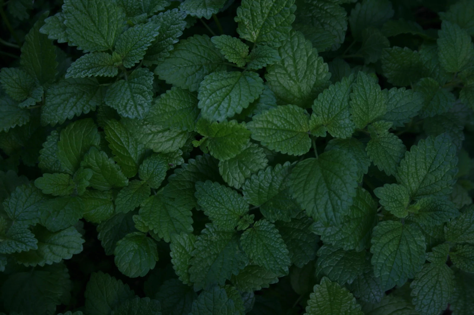 Lemon Balm health benefits Apotheka Herbal