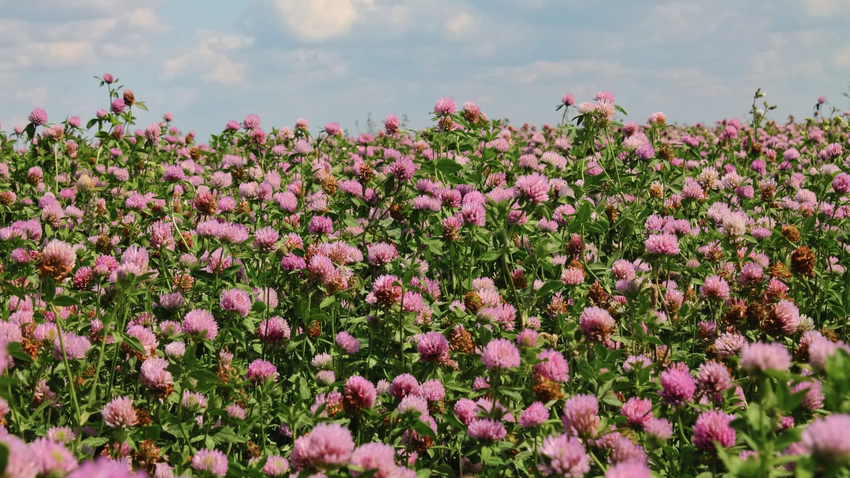 cleansing herbs red clover field