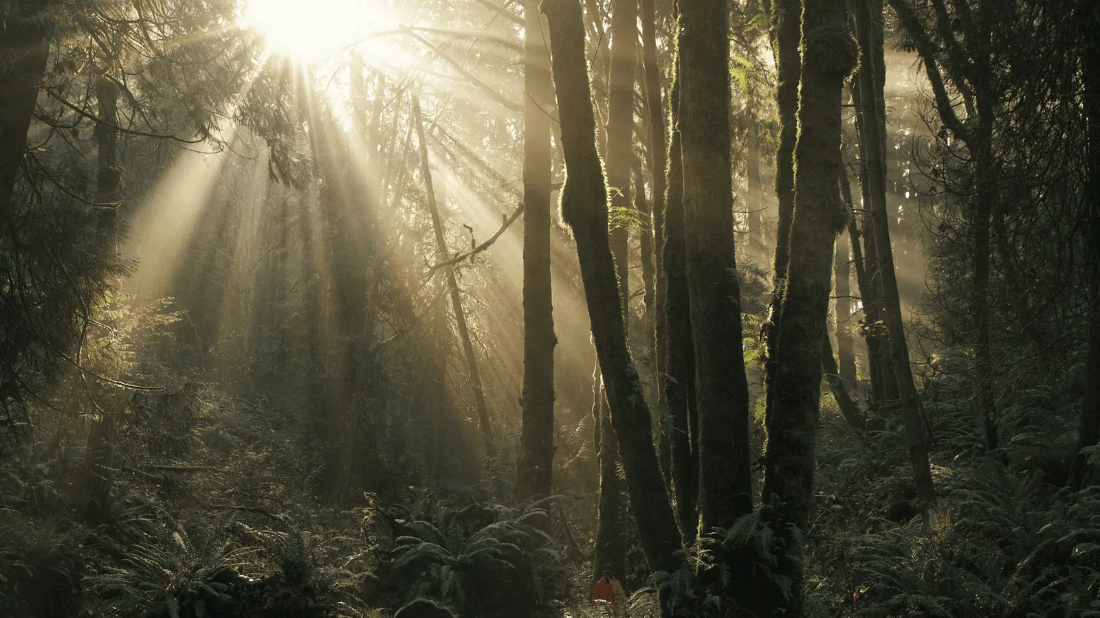 forest with moss oSmall figure in red among towering forest trees, illustrating reflection, nature, and the seasonal cycles associated with menstrual health. n trees and ferns with the sun shining trough  Apotheka Herbal