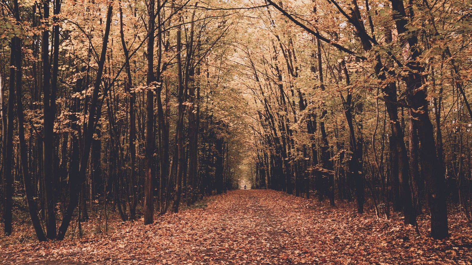 herbs for a healthy fall season Apotheka Herbal