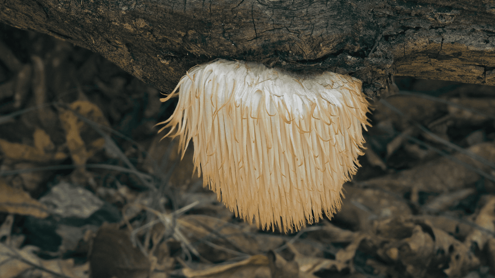 nootropic herbs lion's mane Apotheka Herbal