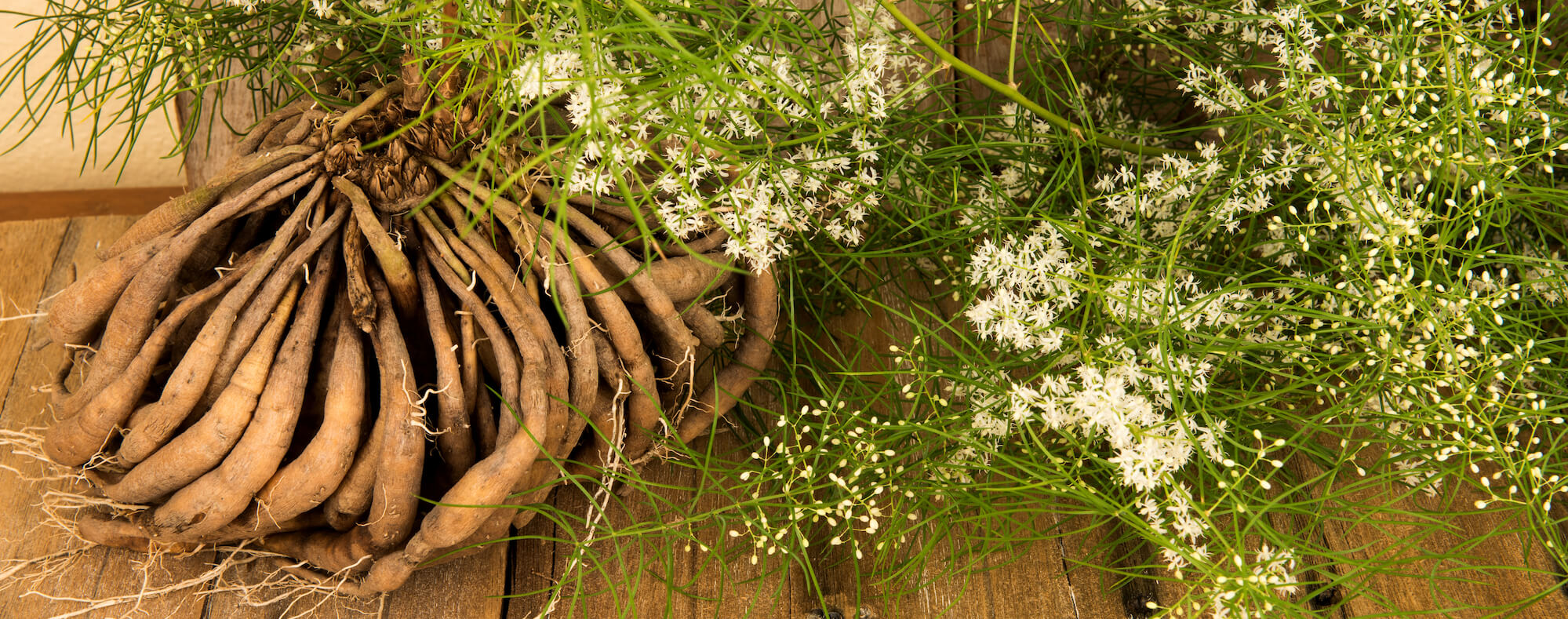 Shatavari, a female reproductive tonic available at Apotheka Herbal in Victoria BC