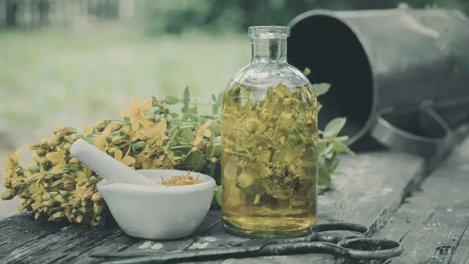 st john's worth flowers for tea Apotheka Herbal