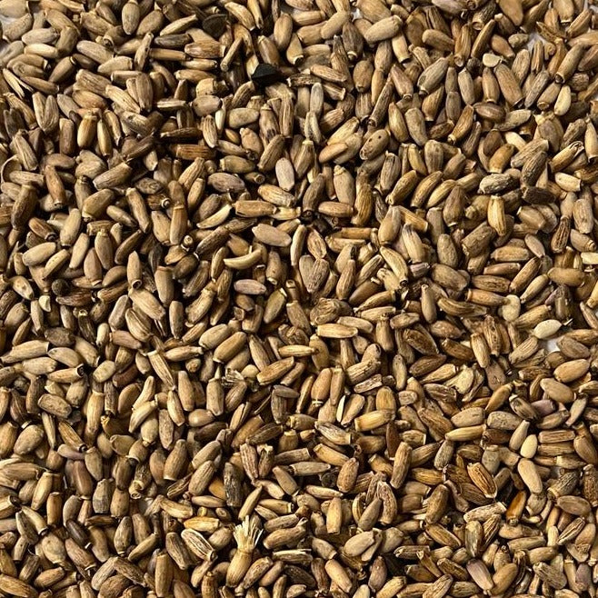 organic milk thistle seeds Apotheka Herbal