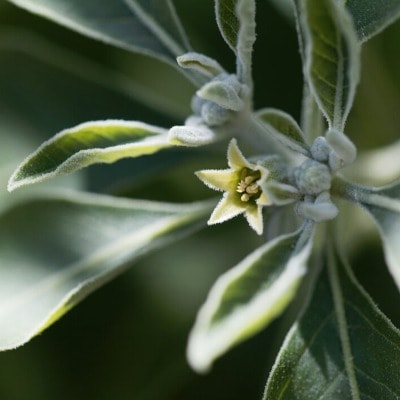 ashwagandha tincture