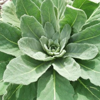 mullein verbascum thapsus leaf