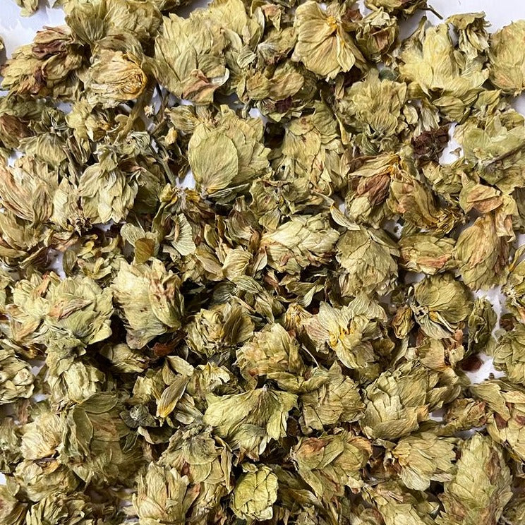 closeup of dried organic hops Apotheka Herbal