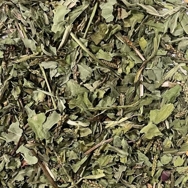 closeup of dried plantain leaf Apotheka Herbal