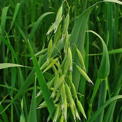 milky oats tincture Apotheka Herbal