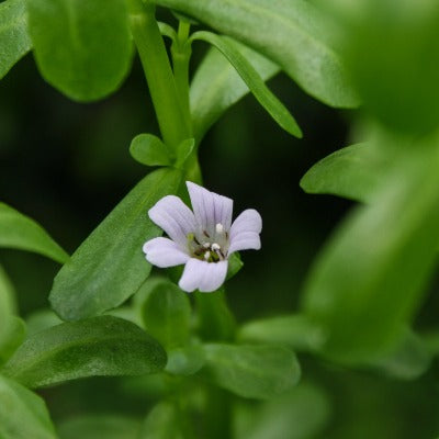 bacopa tincture also known as brahmi tincture Apotheka Herbal