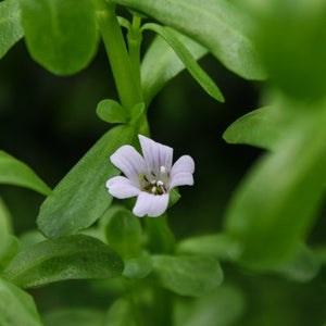 bacopa tincture also known as brahmi tincture