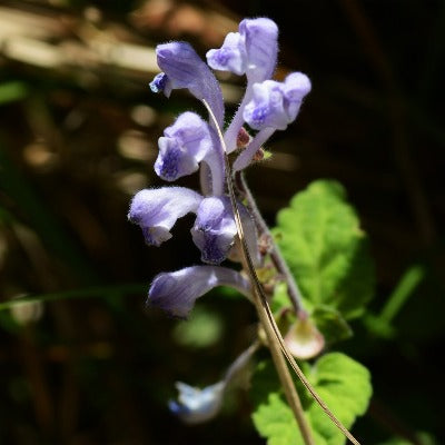 baikal skullcap tincture