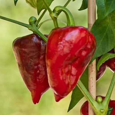 cayenne tincture Apotheka Herbal