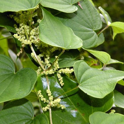 wild yam tincture