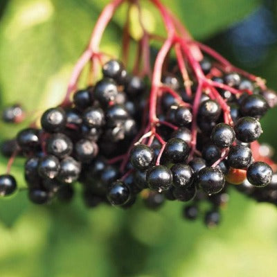 elderberry tincture