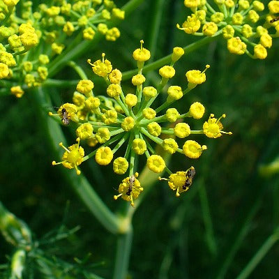 fennel tincture