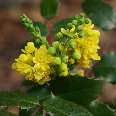oregon grape tincture Apotheka Herbal