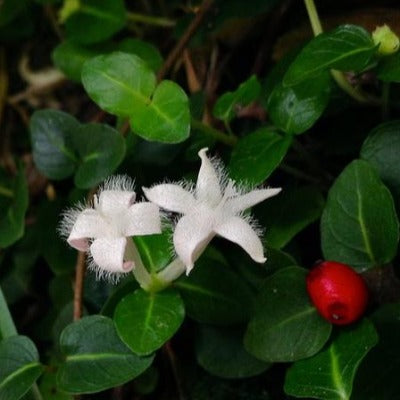 partridge berry tincture Apotheka Herbal