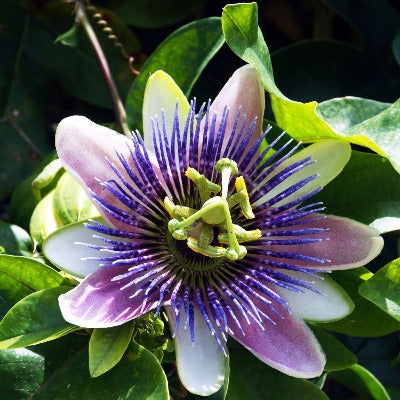 passion flower tincture Apotheka Herbal