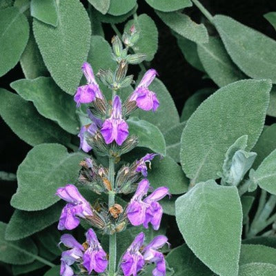 sage tincture Apotheka Herbal