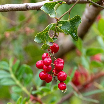 sarsaparilla tincture Apotheka Herbal