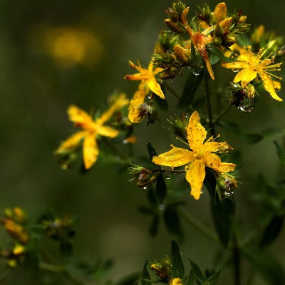 st john wort tincture Apotheka Herbal