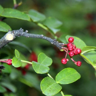 prickly ash tincture Apotheka Herbal
