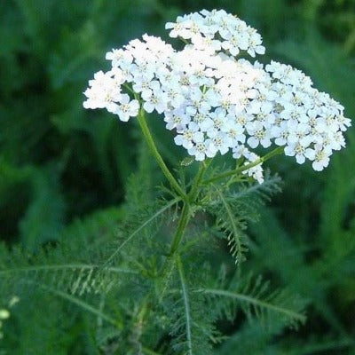 yarrow tincture Apotheka Herbal