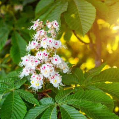 horse chestnut tincture Apotheka Herbal