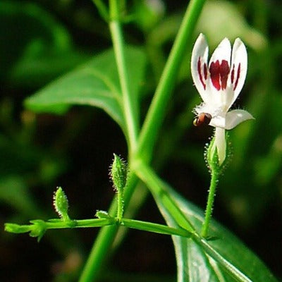 Andrographis Tea Andrographis Extract