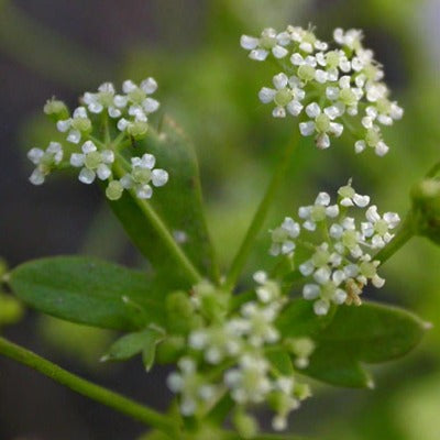 celery seed tincture