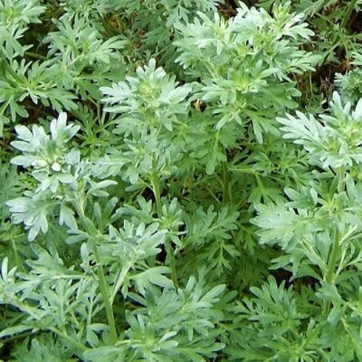 wormwood tincture