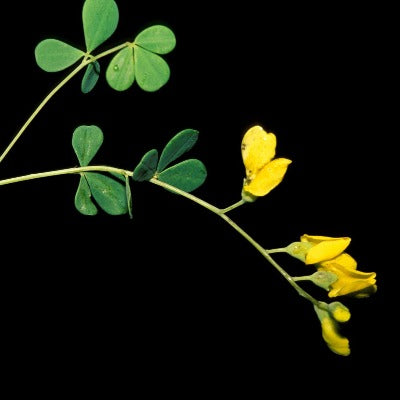 wild indigo tincture Apotheka Herbal