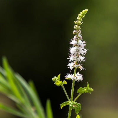 black cohosh tincture