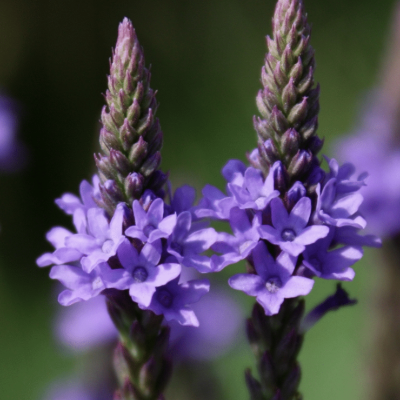 verbena tincture