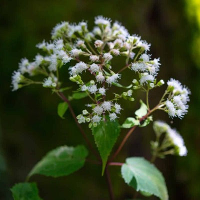 boneset tincture Apotheka Herbal