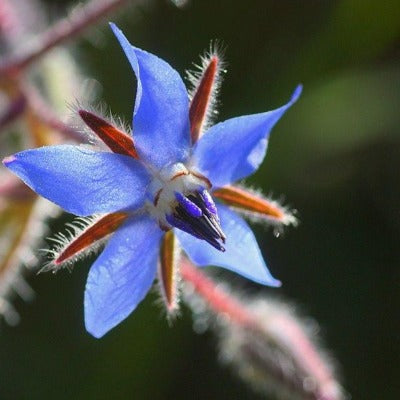 borage tincture Apotheka Herbal