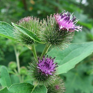 Burdock plant (Arctium lappa) used for Apotheka Herbal burdock root tincture