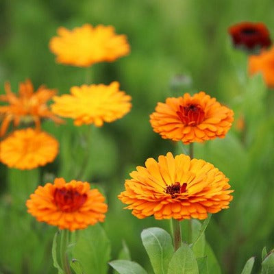 calendula 90% tincture