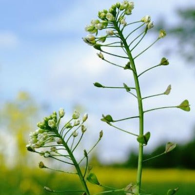shepherd purse tincture Apotheka Herbal