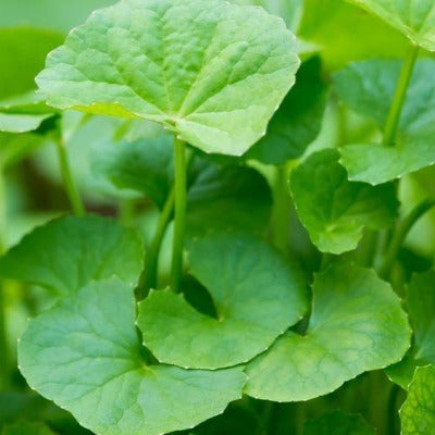 gotu kola tincture