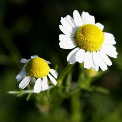 chamomile tincture