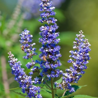 chaste tree tincture Apotheka Herbal