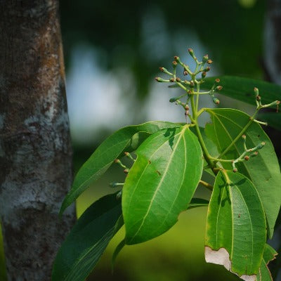 cinnamon tincture Apotheka Herbal