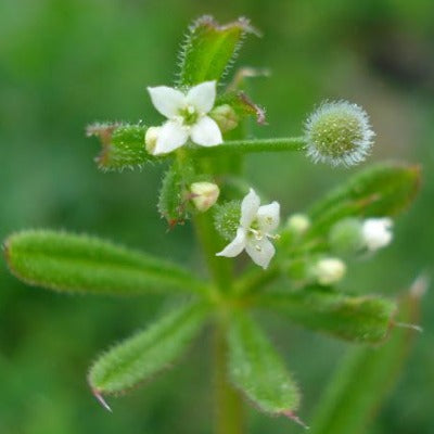 Cleavers plant (Galium aparine) used for Apotheka Herbal cleavers tincture Apotheka Herbal