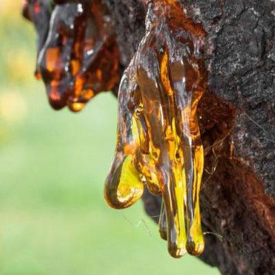 myrrh tincture Apotheka Herbal